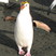 Royal Penguin